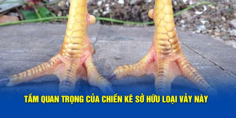 Tầm quan trọng của chiến kê sở hữu loại vảy này